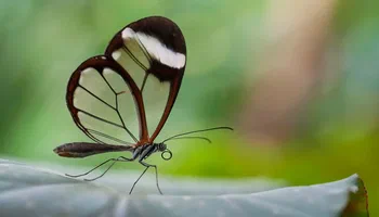 The Mythos Ledger, Part 3: The Glasswing Strategy (From Defensive Coalitions to Cloud Immunity)
